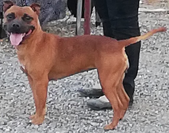 La nitro Of Zynajoy